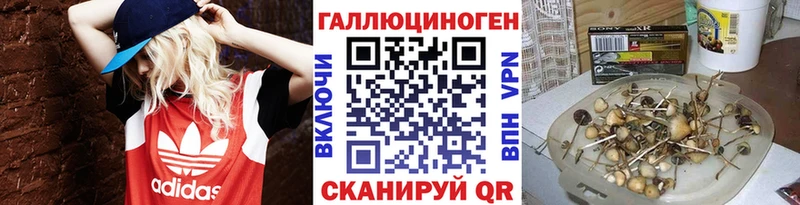 Галлюциногенные грибы Psilocybe  купить наркотик  Ершов 